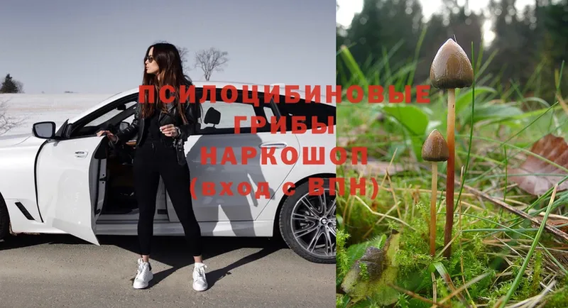 MEGA сайт  Алупка  Псилоцибиновые грибы MAGIC MUSHROOMS  хочу наркоту 